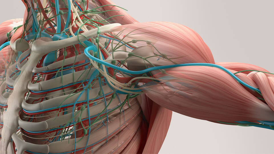 Anatomische modellen in Full Color